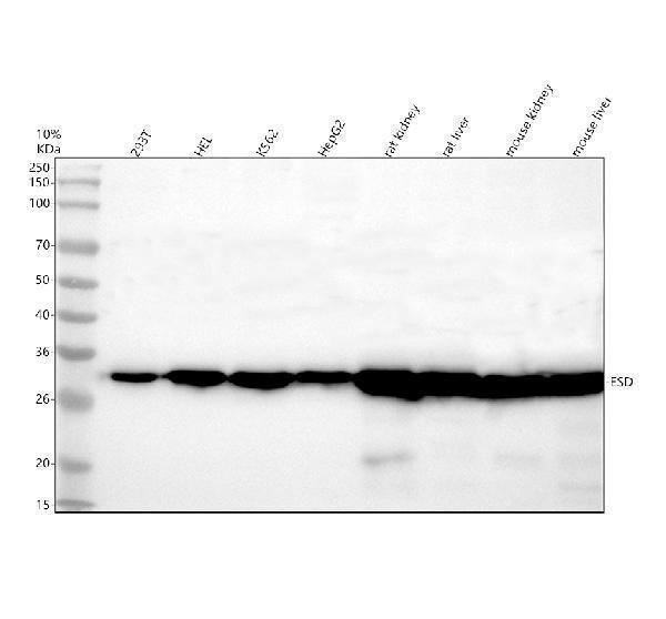 Western blot analysis of ESD using anti-ESD antibody (A01471-1)