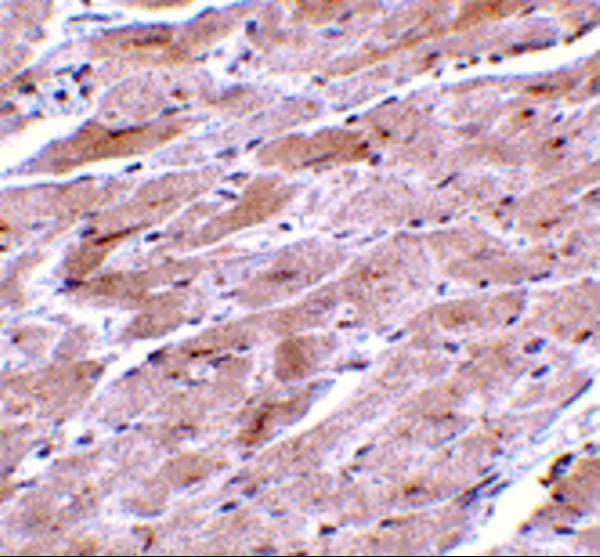 a01472 1 trpc3 primary antibodies ihc testing 2
