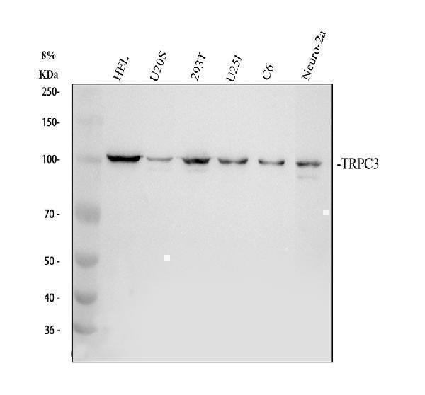 a01472 trpc3 primary antibodies wb testing 1