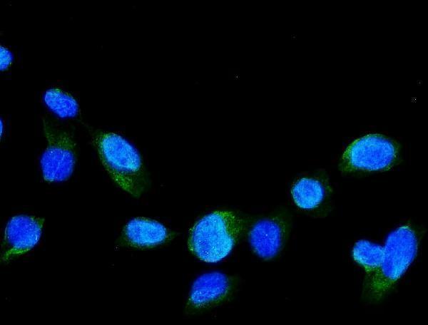 a01473 1 grk2 primary antibodies if testing 5