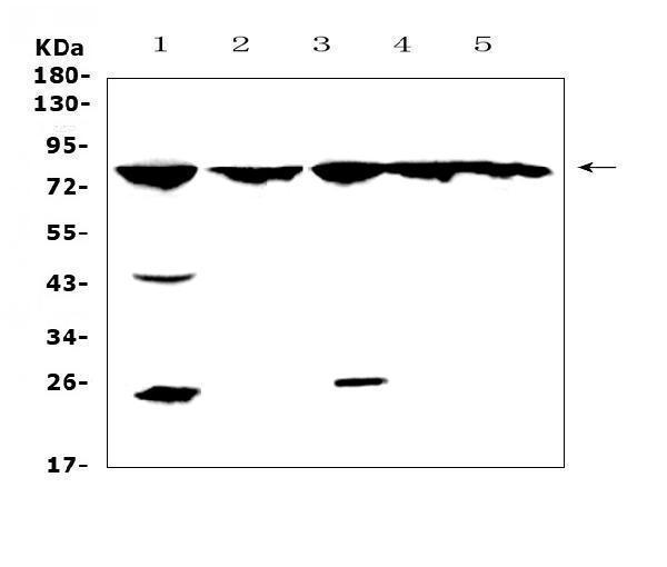 a01473 1 grk2 primary antibodies wb testing 1
