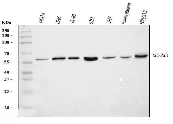 a01475 2 rps6kb1 primary antibodies wb testing 1