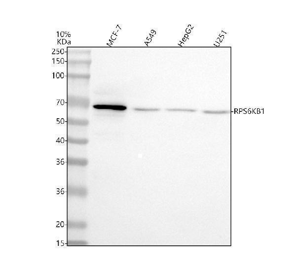 a01475 3 rps6kb1 primary antibodies wb testing 1