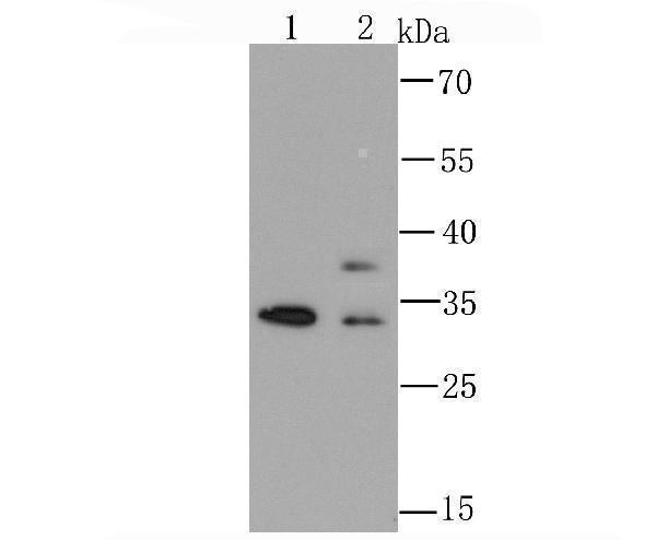 Western blot analysis of hnRNP A1 on HepG2 (1) and PC-12 (2) cell using anti-hnRNP A1 antibody at 1/1,000 dilution