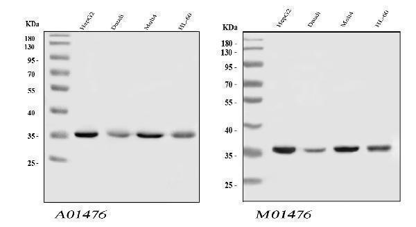  Western blot analysis of HnRNP A1 using anti-HnRNP A1 antibody (A01476)