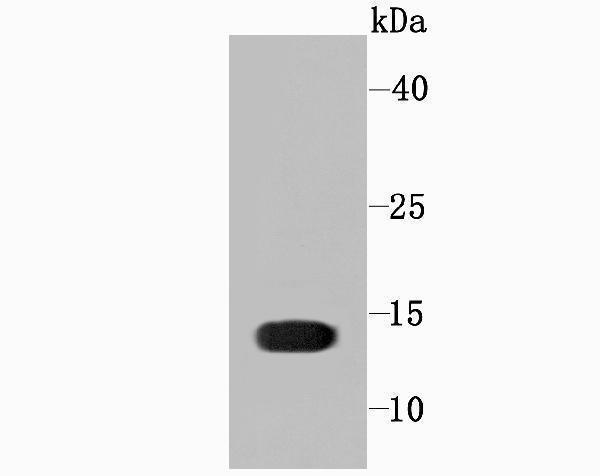 Western blot analysis of Profilin 1 on Hela cell using anti-Profilin 1 antibody at 1/1,000 dilution