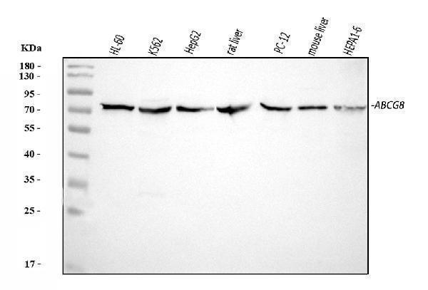 a01482 1 abcg8 primary antibodies wb testing 1