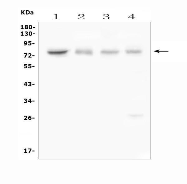 a01482 2 abcg8 primary antibodies wb testing 1