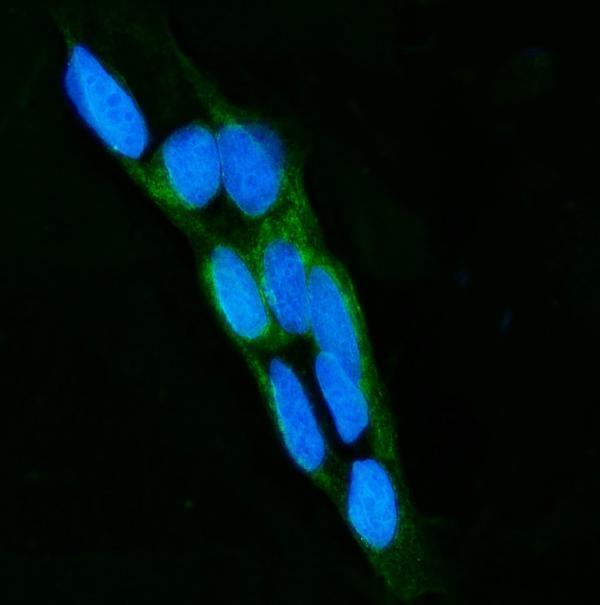  IF analysis of LPO using anti-LPO antibody (A01483-2)