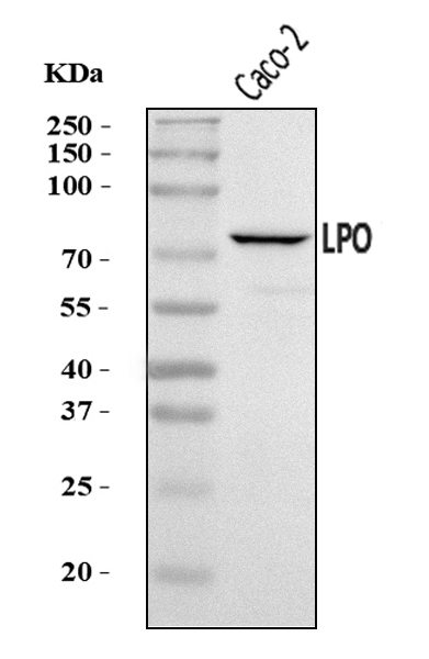  Western blot analysis of LPO using anti-LPO antibody (A01483-2)
