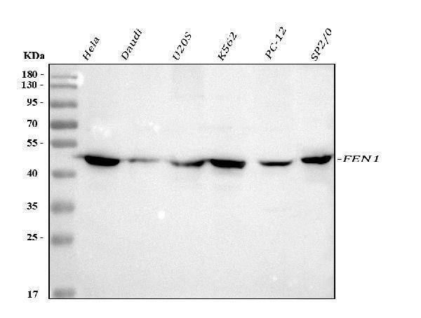  Western blot analysis of FEN1 using anti-FEN1 antibody (A01484-1)