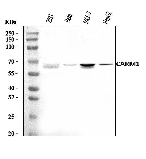  Western blot analysis of CARM1 using anti-CARM1 antibody (A01486-1)
