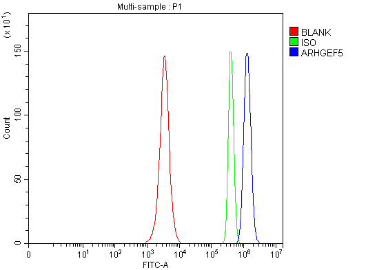 a01487 2 arhgef5 primary antibodies fcm testing 5