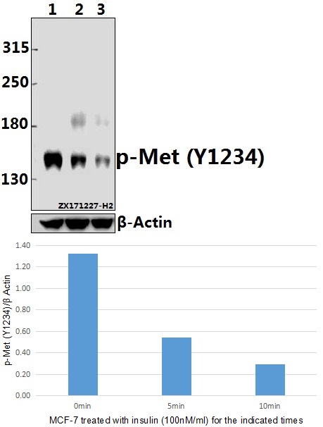 Western blot (WB) analysis of p-Met (Y1234) pAb at 1:500 dilution
Lane1:MCF-7 whole cell lysate(40ug)
Lane2:MCF-7 treated with insulin(100nM/mL,5 minutes) whole cell lysate(40ug)
Lane3:MCF-7 treated with insulin(100nM/mL,10 minutes) whole cell lysate(40ug)