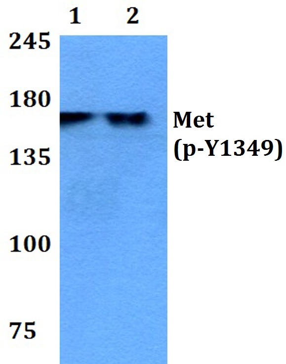 Western blot (WB) analysis of p-Met (Y1349) polyclonal antibody at 1:500 dilution
Lane1:THP-1 cell lysate treated with EGF(0