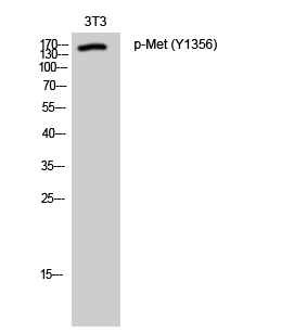 Western Blot analysis of 3T3 cells using Phospho-Met (Y1356) Polyclonal Antibody