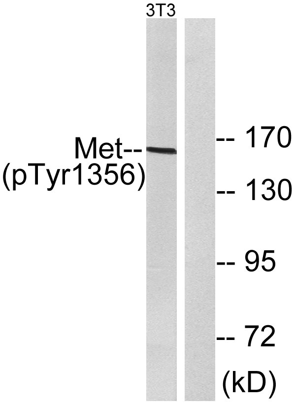 Western blot analysis of lysates from NIH/3T3 cells, using Met (Phospho-Tyr1356) Antibody