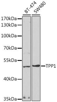 a01489 tpp1 primary antiboties wb testing 1