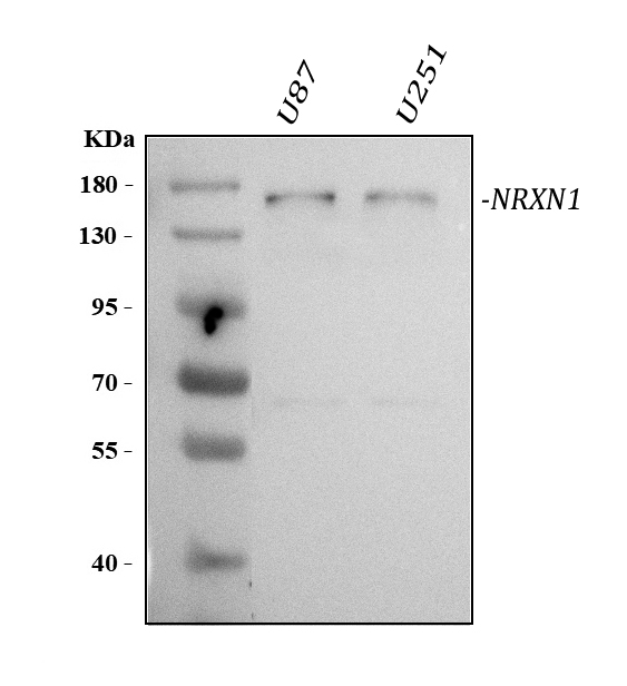 a01490 1 nrxn1 primary antibodies wb testing 1
