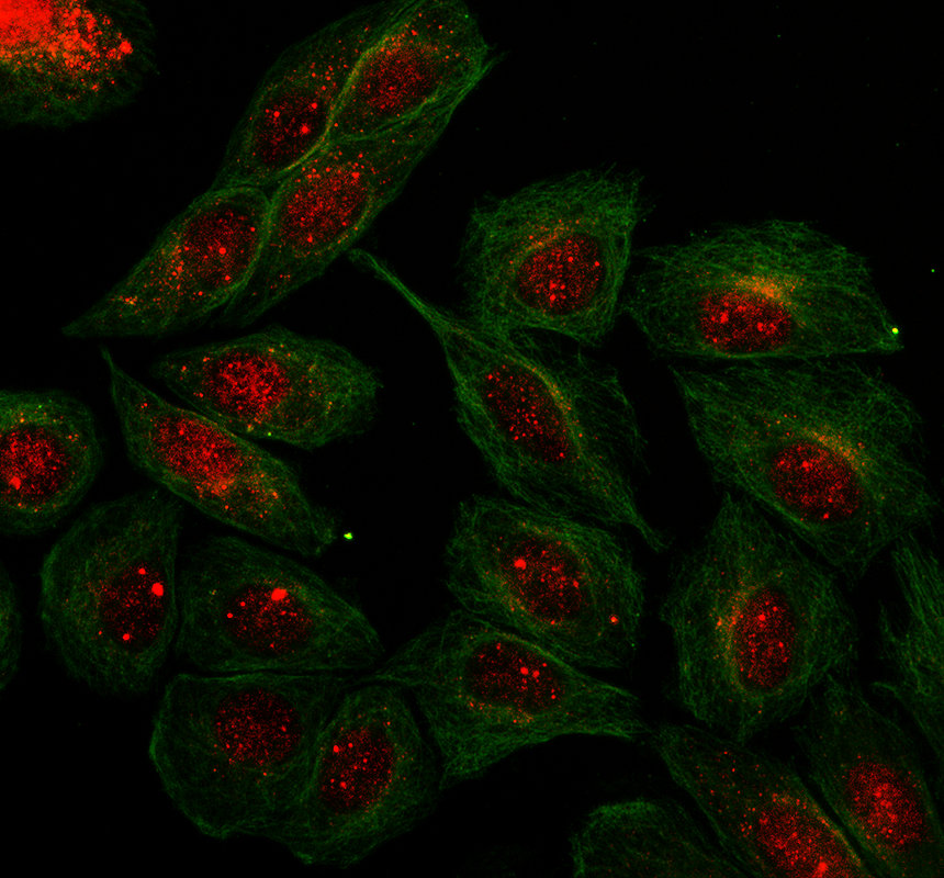 IF analysis of UBE2C using anti-UBE2C antibody (A01491-1) and anti-Alpha Tubulin antibody (M03989-3)