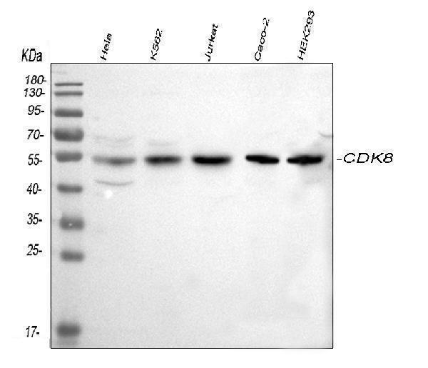 a01493 1 cdk8 primary antibodies wb testing 1_1