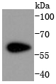 a01493 2 cdk8 primary antiboties wb testing 1