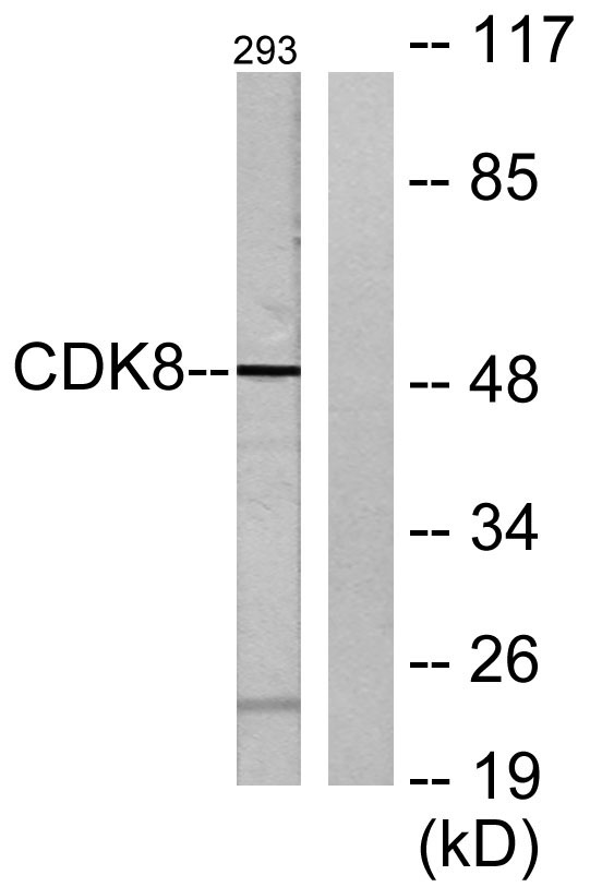 a01493 cdk8 primary antibodies wb testing 3