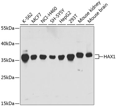 a01495 1 hax1 primary antiboties wb testing 1