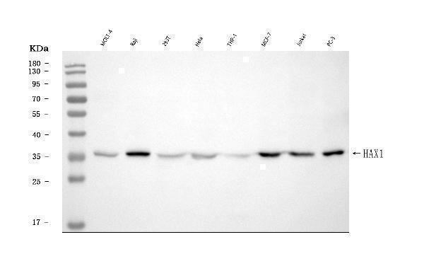 a01495 2 hax1 primary antibodies wb testing 1