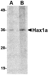 a01495 hax1 primary antibodies wb testing 1
