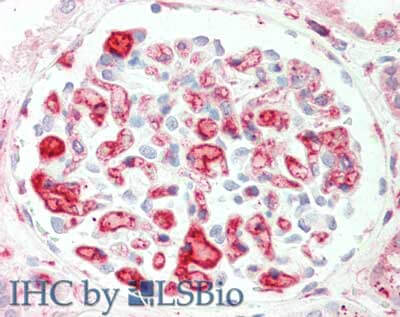 a01497 apoc2 primary antibodies ihc testing 1_1