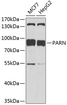 Western blot analysis of extracts of various cell lines, using PARN antibody  at 1:1000 dilution