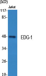 a01502 1 s1pr1 primary antibodies wb testing 2