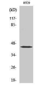 a01502 1 s1pr1 primary antibodies wb testing 3