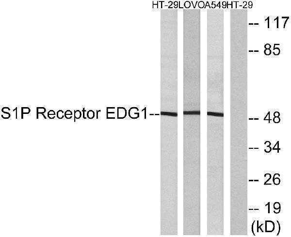 a01502 1 s1pr1 primary antibodies wb testing 4