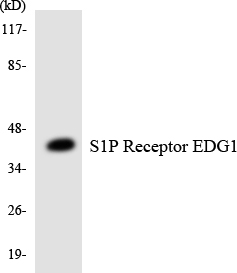 a01502 1 s1pr1 primary antibodies wb testing 5