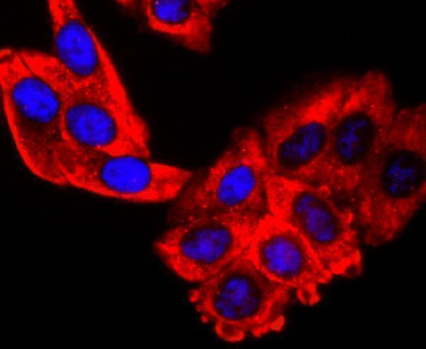 ICC staining EDG1 in HepG2 cells (red)