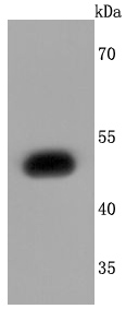 Western blot analysis of EDG1 on SH-SY5Y cells lysates using anti-EDG1 antibody at 1/1,000 dilution