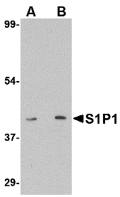 Western blot analysis of S1P1 in mouse thymus lysate with S1P1 antibody at (A) 1 and (B) 2 μg/mL