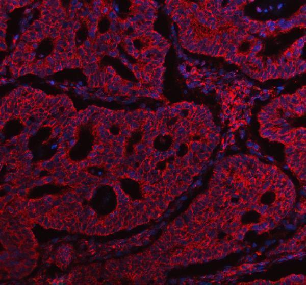 a01503 2 abcg5 primary antibodies if testing 2