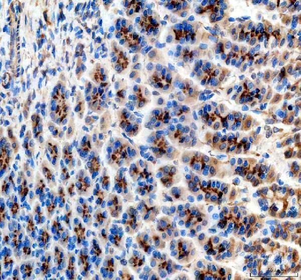a01503 2 abcg5 primary antibodies ihc testing 3