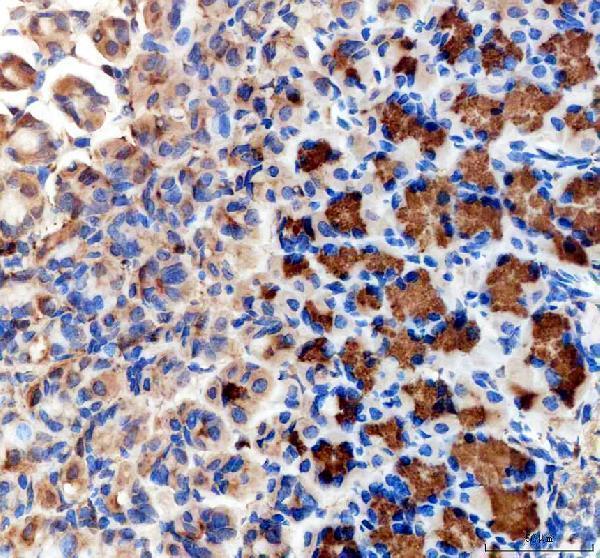 a01503 2 abcg5 primary antibodies ihc testing 4