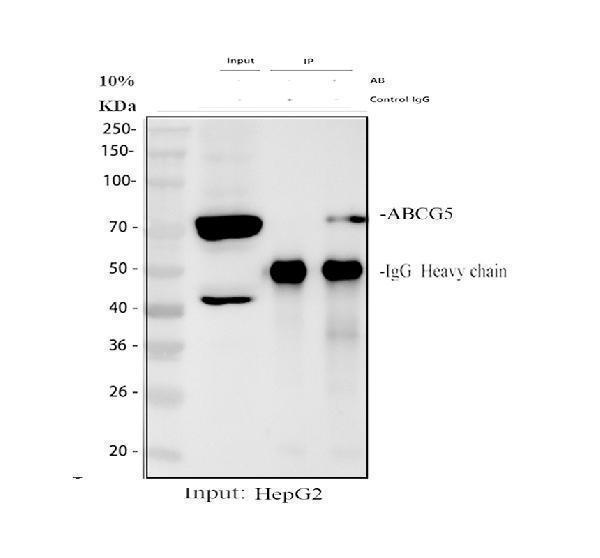 a01503 2 abcg5 primary antibodies ip testing 1