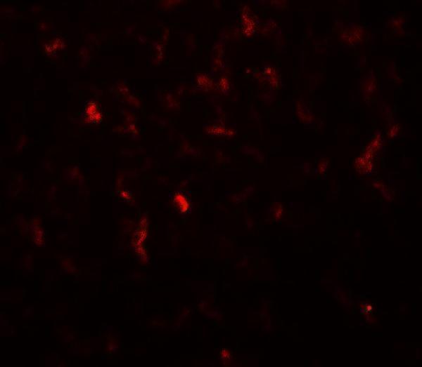 Immunofluorescence of Hexokinase 1 in rat stomach tissue with Hexokinase 1 antibody at 20 μg/mL