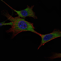 Immunofluorescence analysis of NIH/3T3 cells using HXK I Monoclonal Antibody (green)