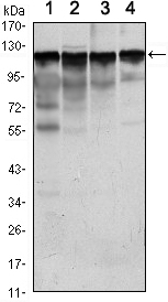 Western Blot analysis using HXK I Monoclonal Antibody against Jurkat (1), HeLa (2), HepG2 (3) and NIH/3T3 (4) cell lysate