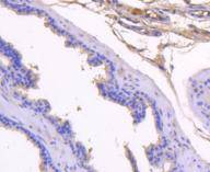 Immunohistochemical analysis of paraffin-embedded mouse prostate tissue using anti-PSA antibody