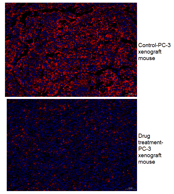 a01505 3 klk3 primary antibodies if testing 1_1