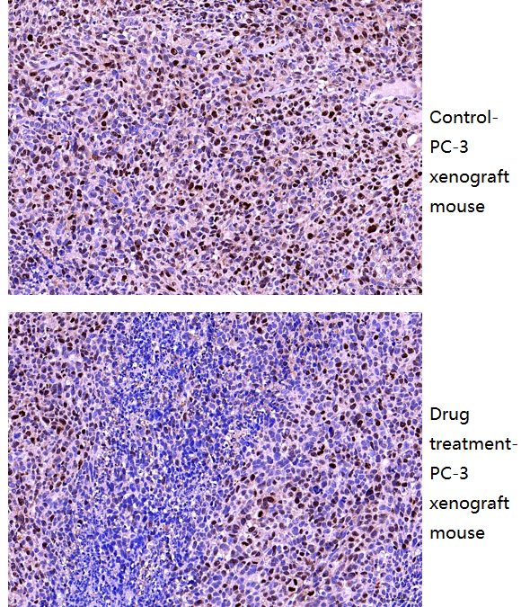 a01505 3 klk3 primary antibodies ihc testing 1_1