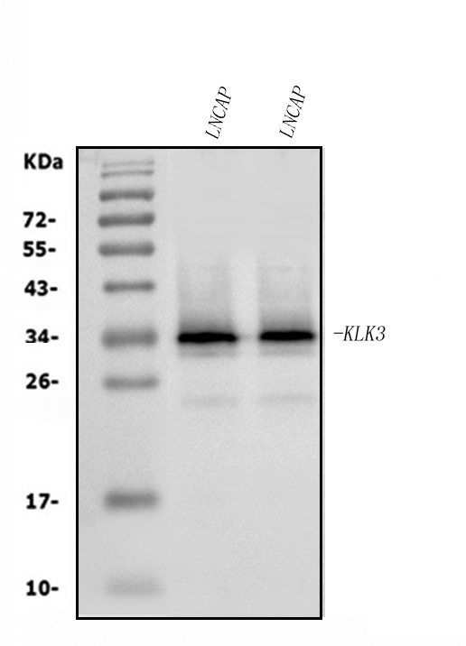 a01505 3 klk3 primary antibodies wb testing 1